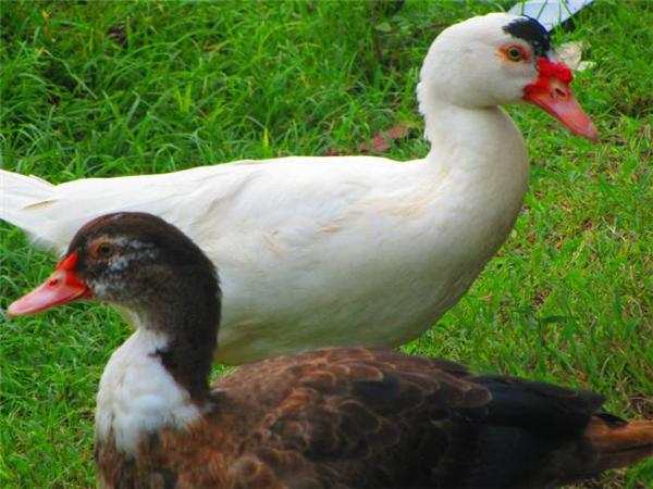 Duck Raising Guide 1 duck raising