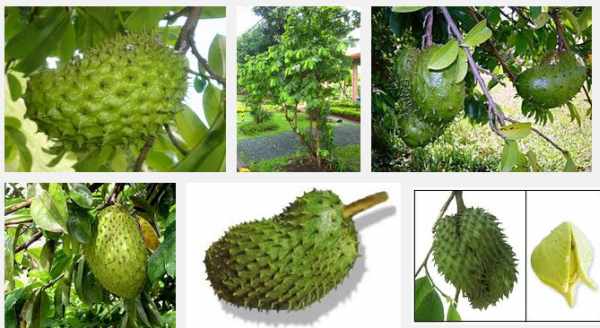Value-Added Products from Guyabano 1 guyabano
