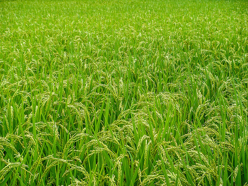 DSC02890 by jinkemoole rice field photo