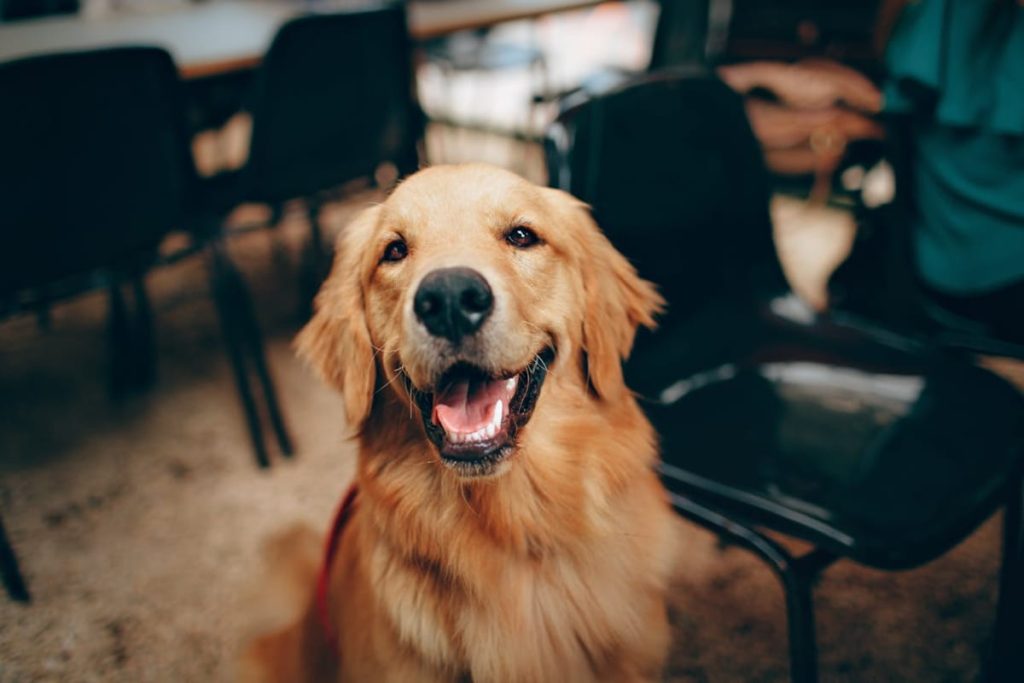What You Can Expect When You Join A Dog Grooming Franchise 1 Dog Grooming Franchise
